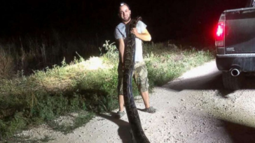17 Foot Python Florida