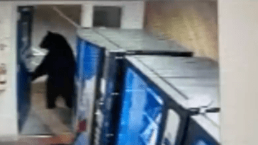 Bear California Highway Patrol