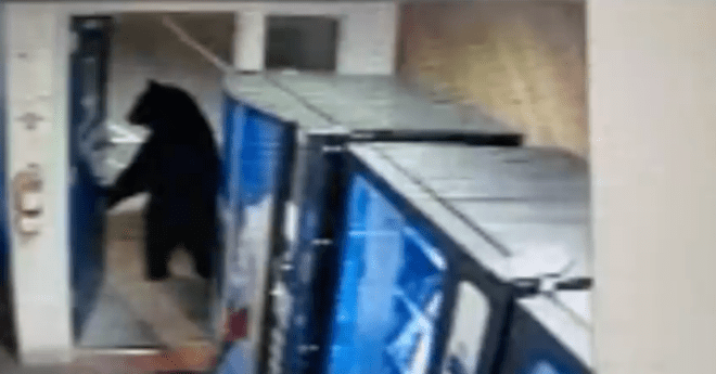 Bear California Highway Patrol