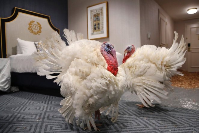 turkey pardon