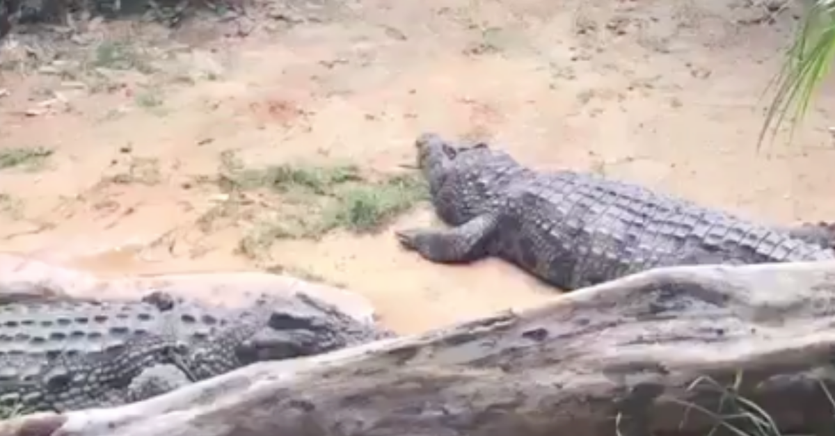 Florida Man Croc Pit