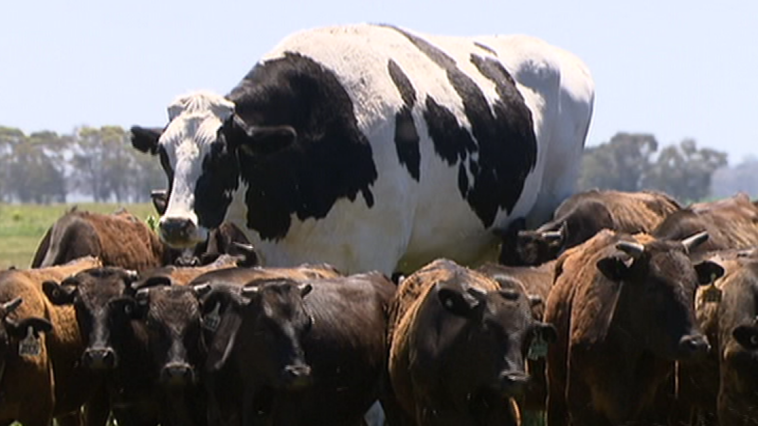 Giant Cow Australia