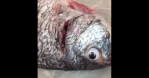 Googly Eye Fish