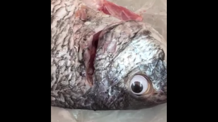 Googly Eye Fish