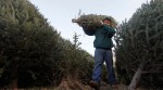 Why It May Be Harder To Find The Perfect Christmas Tree This Year
