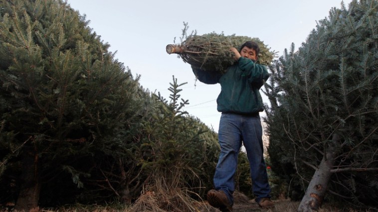 Why It May Be Harder To Find The Perfect Christmas Tree This Year