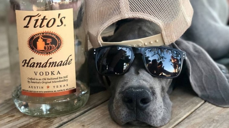 Austin Celebrates First Ever 'Dog Restaurant Week'