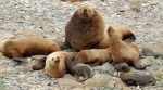 Alaska Fishermen Sentenced For Killing Endangered Sea Lions