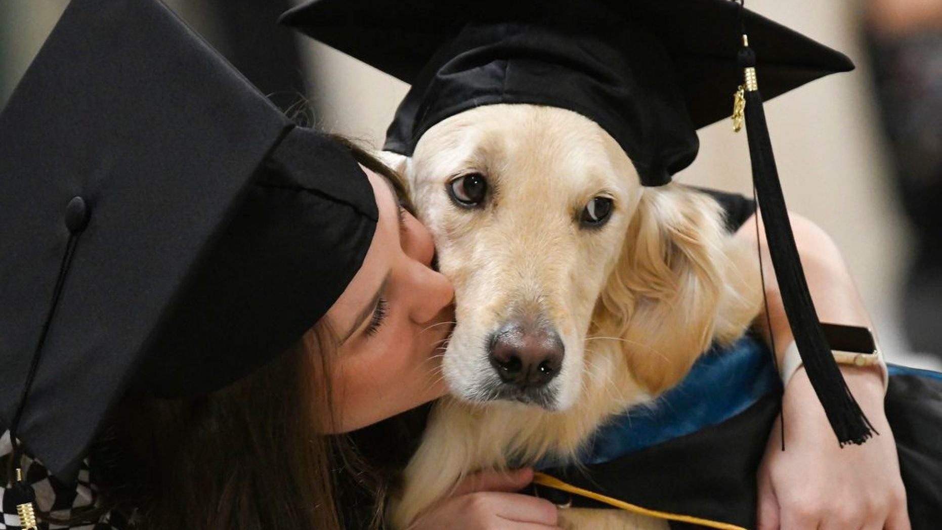 Service Dog Graduates With Master's Degree Alongside Owner