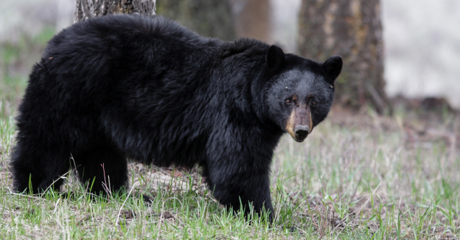 Bear Attacks Pennsylvania Woman
