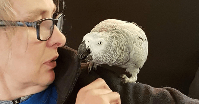 Parrot Amazon Alexa