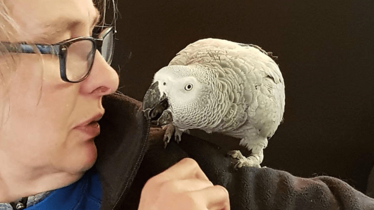 Parrot Amazon Alexa