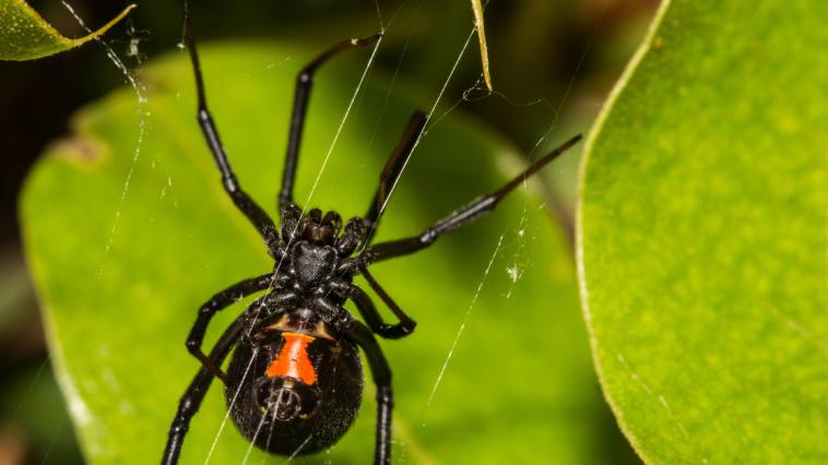 Spiders Could Eat Humans