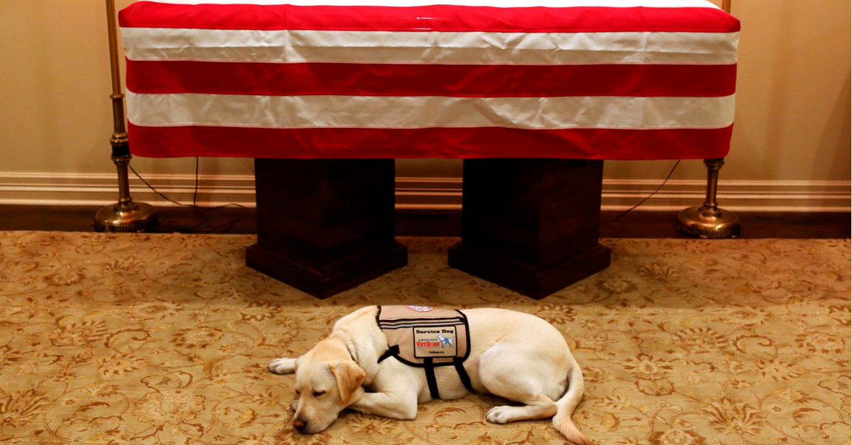 George Bush Service Dog