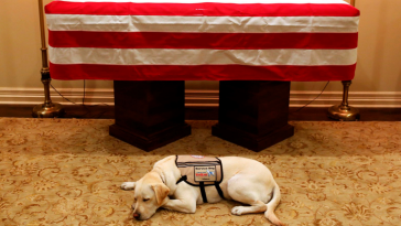 George Bush Service Dog