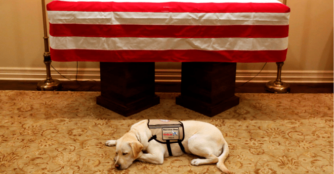 George Bush Service Dog