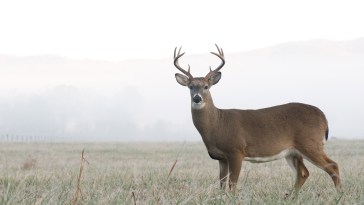 Whitetail deer buck in an open field