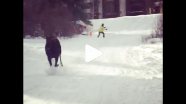 moose chasing skier