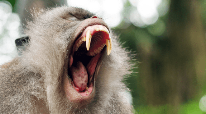 wild monkeys florida