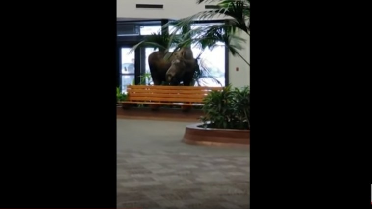 Moose wanders into Alaska hospital building
