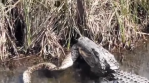 Gator Python Fight