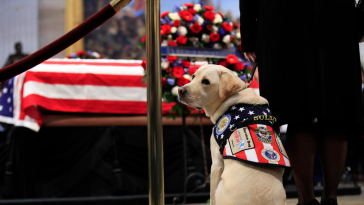 Sully Service Dog President George HW Bush