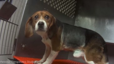 Graphic Video Shows Beagles Force-Fed Poison As Part of Study Before Being Put Down