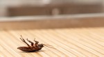 Man Accidentally Shoots Himself While Trying To Kill A Cockroach