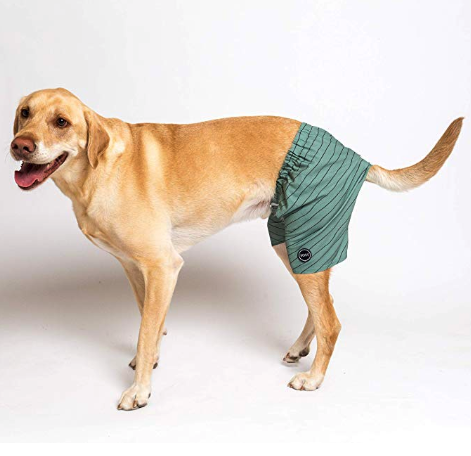 Amazon Is Now Selling Swimsuits For Your Dog, Because Why Not?