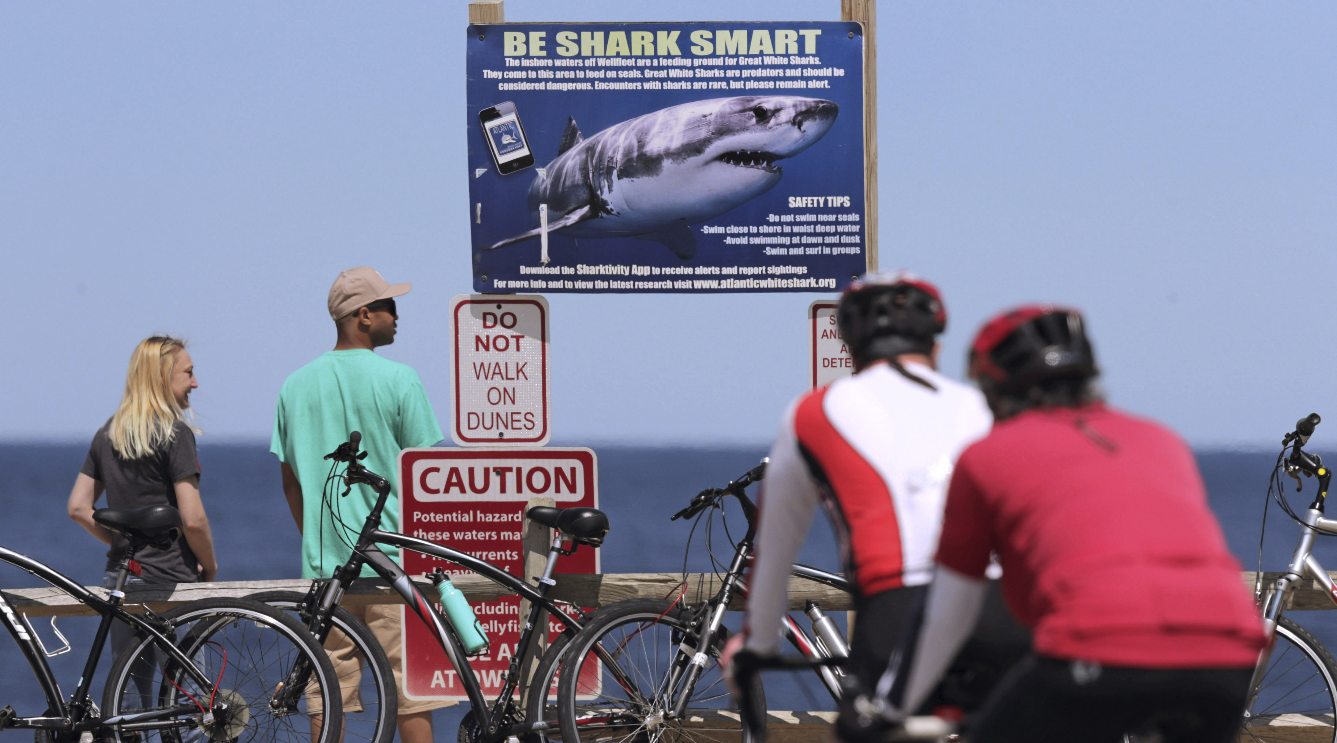 Cape Cod Shark Attacks
