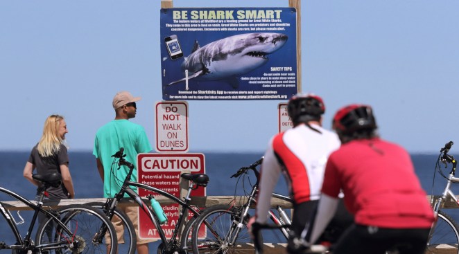 Cape Cod Shark Attacks