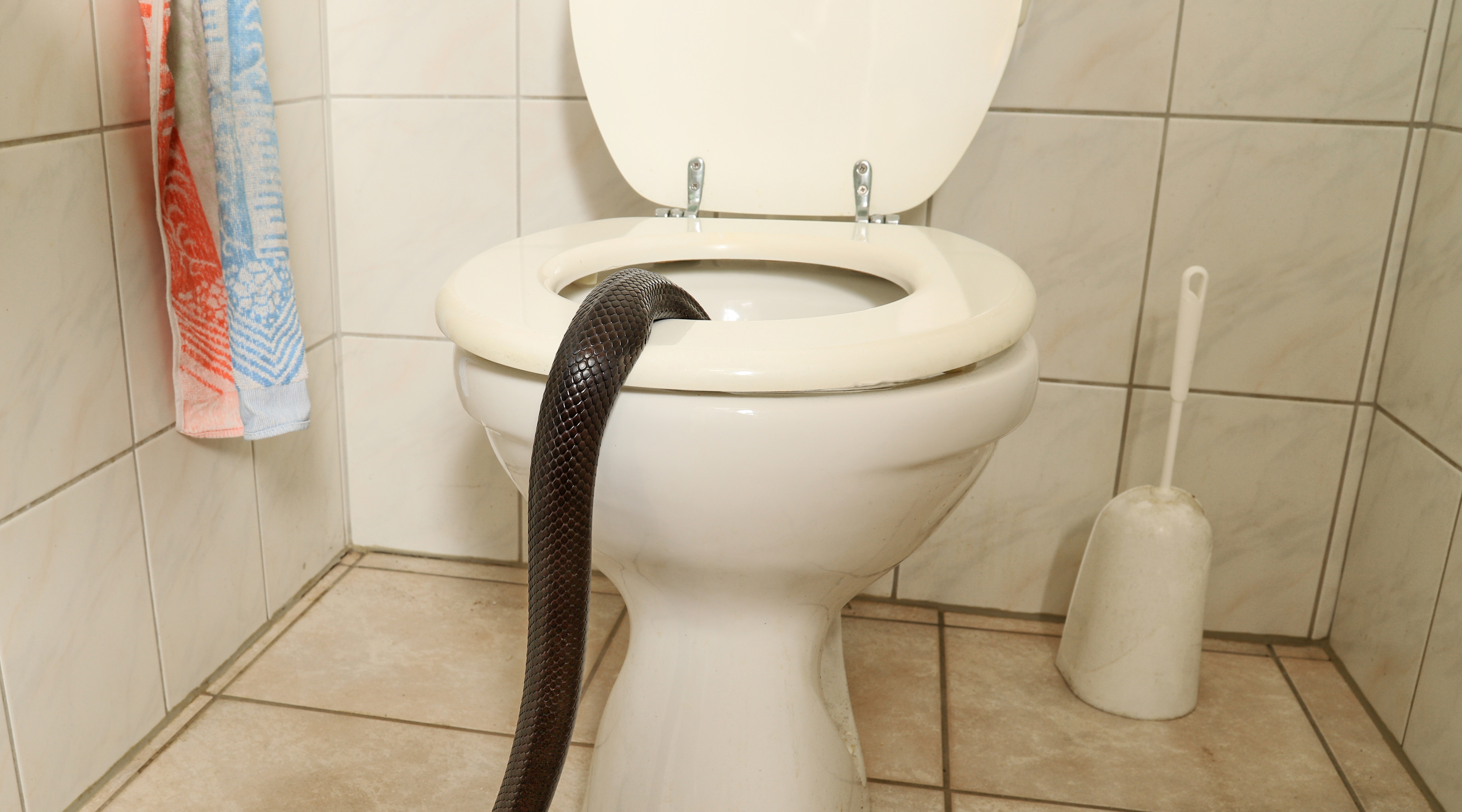 10ft snake pulled from toilet after biting man's bum