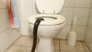 Toilet Snake Florida Man