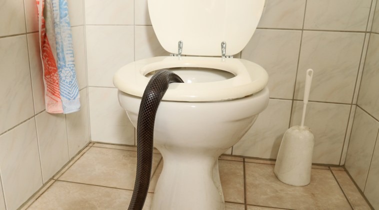 Toilet Snake Florida Man