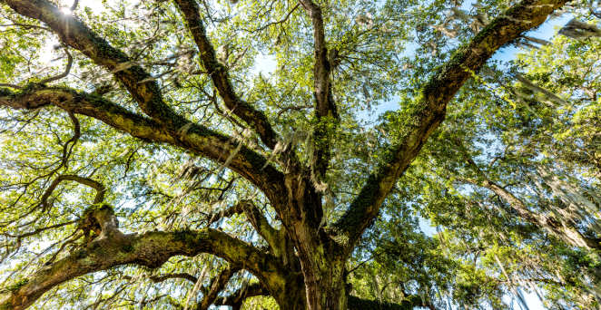 Tree Of Life Audubon Park NOLA