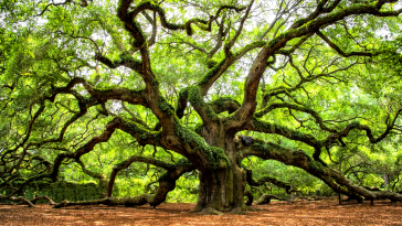 Angel Oak Park South Carolina