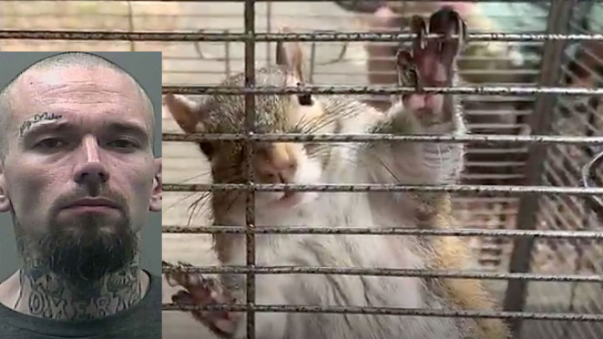 Attack Squirrel Meth