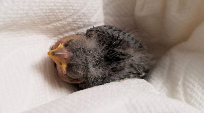 Baby Bird Uber