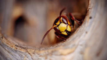 Giant Wasp Nests