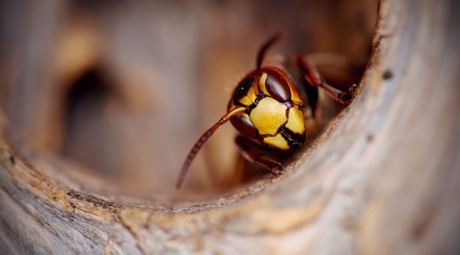 Giant Wasp Nests