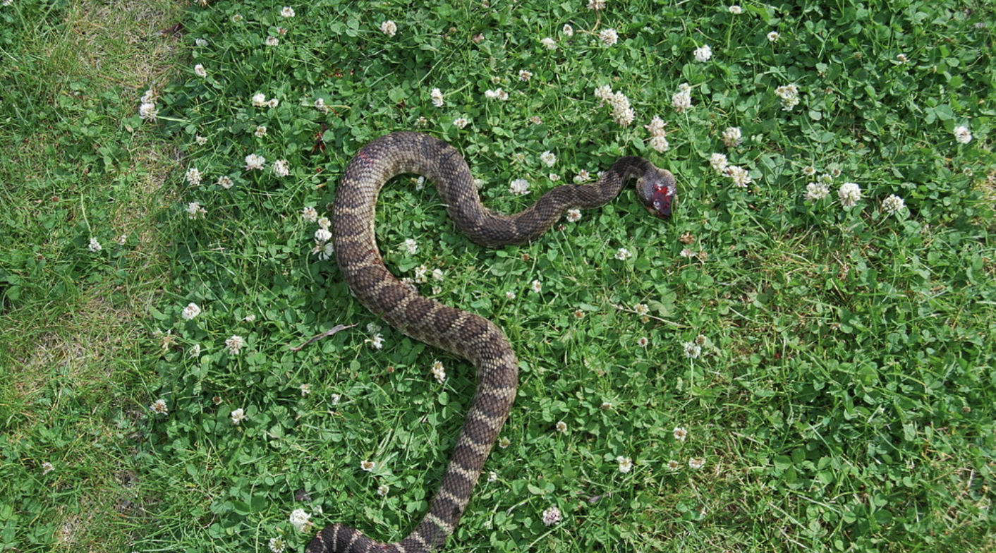Rattlesnake Kills Georgia Woman