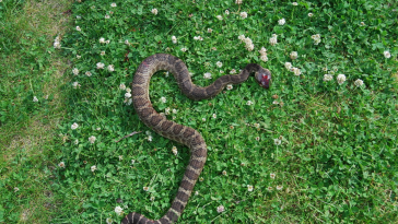 Rattlesnake Kills Georgia Woman