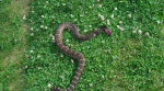 Rattlesnake Kills Georgia Woman