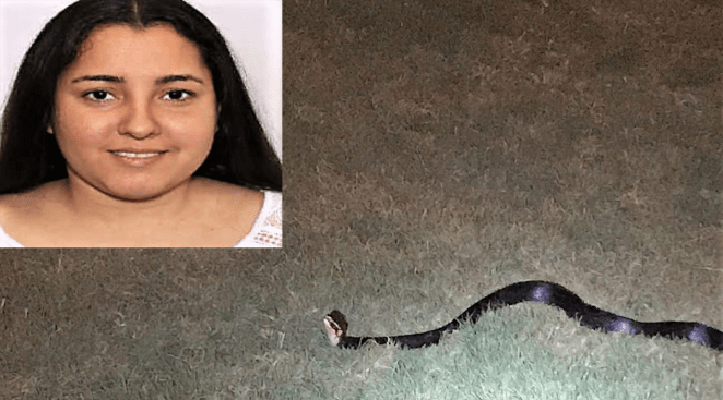 South Carolina Snake Carjacking