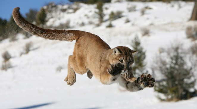 Mountain Lion Jumping