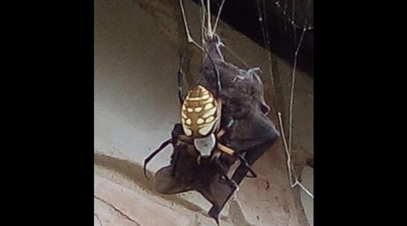 Spider Eating Bat