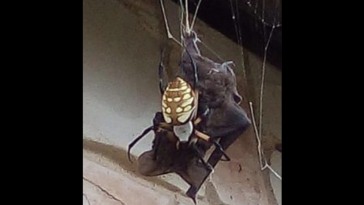 Spider Eating Bat