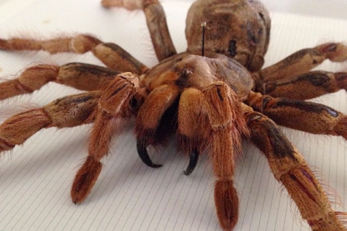 goliath tarantula eating a bird