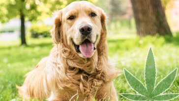 CBD For Dogs