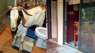 Goat rams through sliding glass door, naps inside bathroom